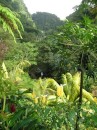 s Dominica, also known as the Garden of Eden